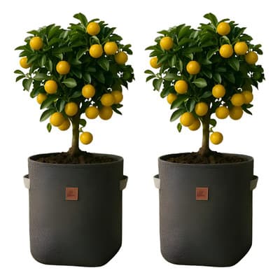 Cetrino Combo 2 Macetas Grandes Tela Geotextil 60 Litros Exterior Gris Geotextil 60l Reforzado