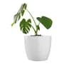 Amalfi Maceta De Plástico Amalfi Modelo Premium Redonda N 27 Color Blanco Moderna Nórdica Decorativa